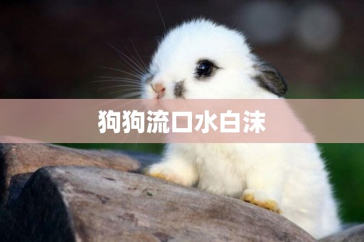 狗狗流口水白沫