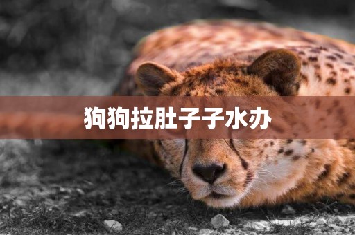 狗狗拉肚子子水辦