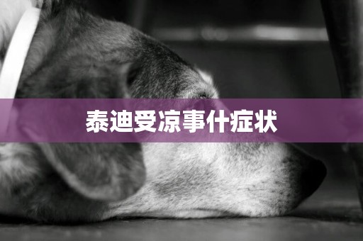 泰迪受涼事什癥狀