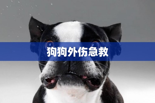 狗狗外傷急救