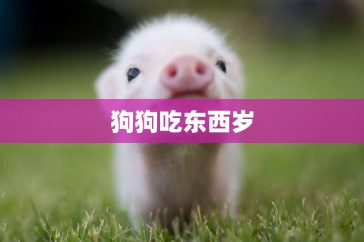 狗狗吃東西歲