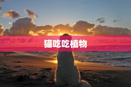 貓吃吃植物