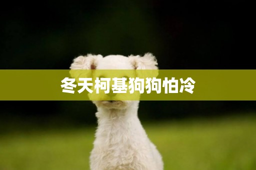 冬天柯基狗狗怕冷