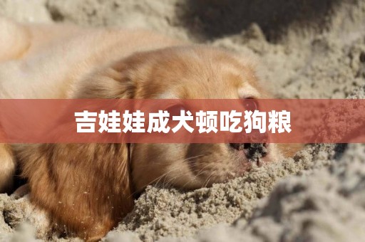 吉娃娃成犬頓吃狗糧