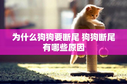 為什么狗狗要斷尾 狗狗斷尾有哪些原因