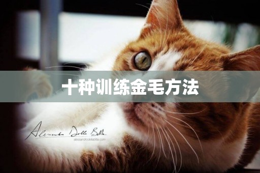 十種訓練金毛方法