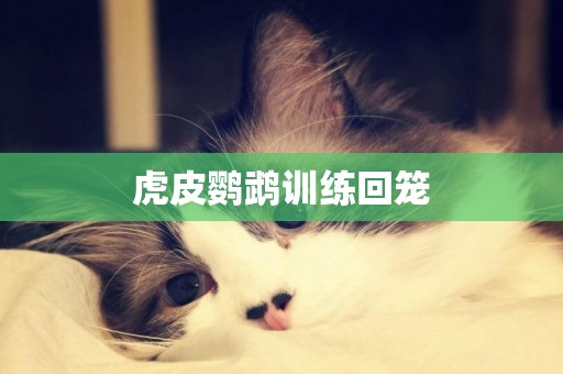 虎皮鸚鵡訓練回籠