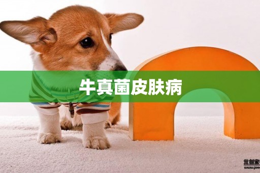 牛真菌皮膚病