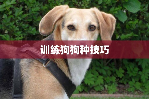 訓練狗狗種技巧