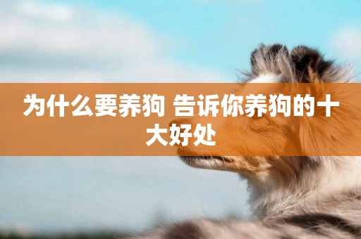 為什么要養狗 告訴你養狗的十大好處