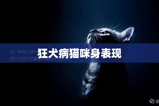 狂犬病貓咪身表現