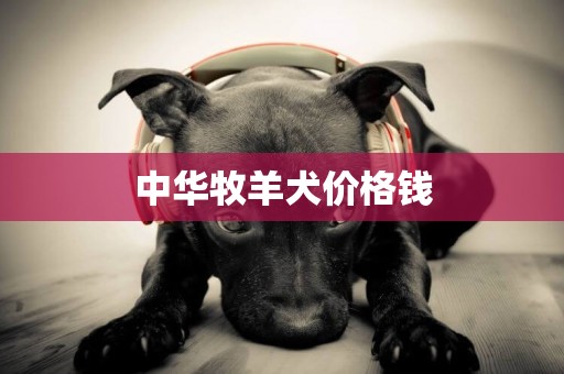 中華牧羊犬價格錢