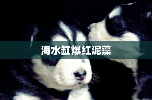海水缸爆紅泥藻