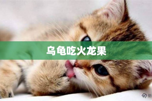 烏龜吃火龍果