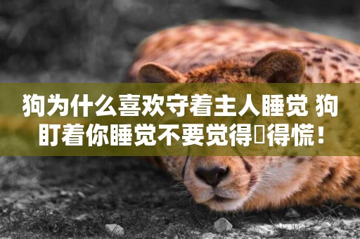 狗為什么喜歡守著主人睡覺 狗盯著你睡覺不要覺得瘆得慌！
