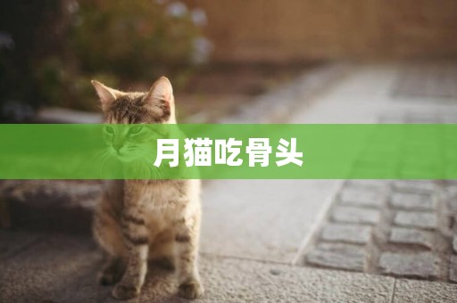 月貓吃骨頭