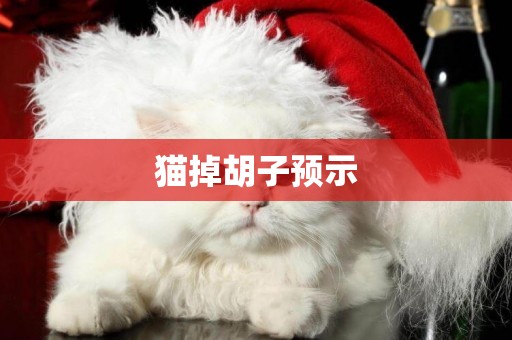 貓掉胡子預示