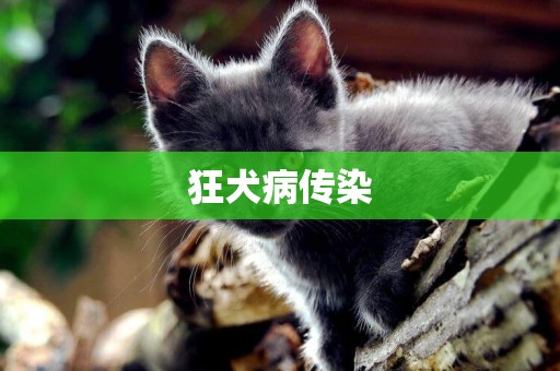 狂犬病傳染