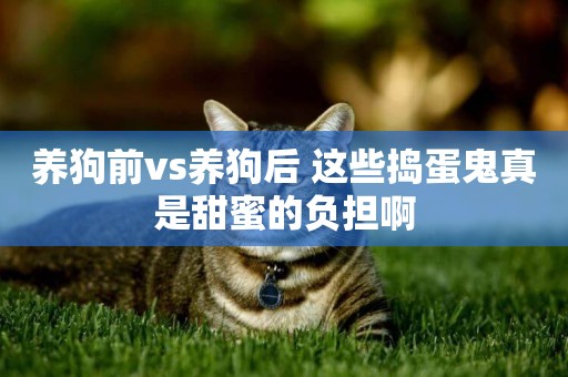 養狗前vs養狗后 這些搗蛋鬼真是甜蜜的負擔啊