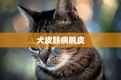 犬皮膚病脫皮
