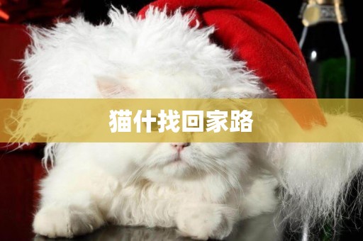 貓什找回家路