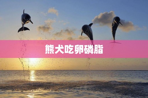 熊犬吃卵磷脂