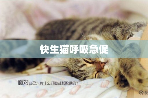 快生貓呼吸急促