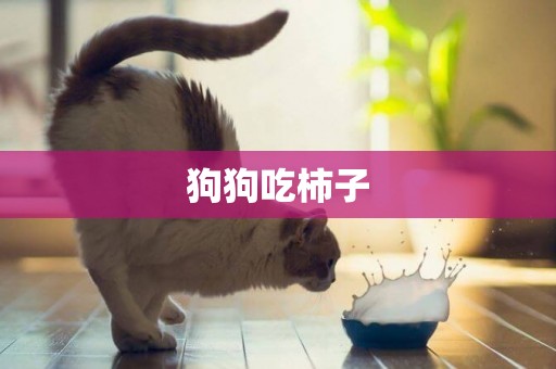 狗狗吃柿子