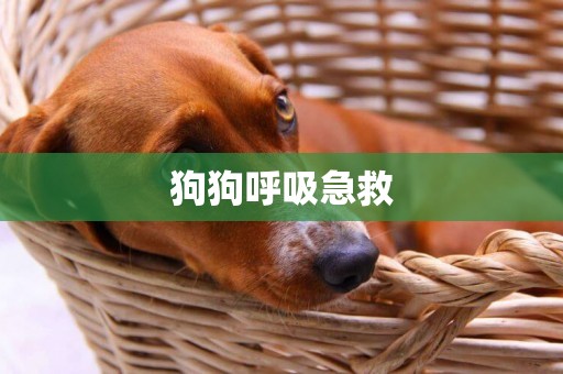 狗狗呼吸急救