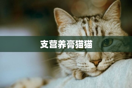 支營養膏貓貓