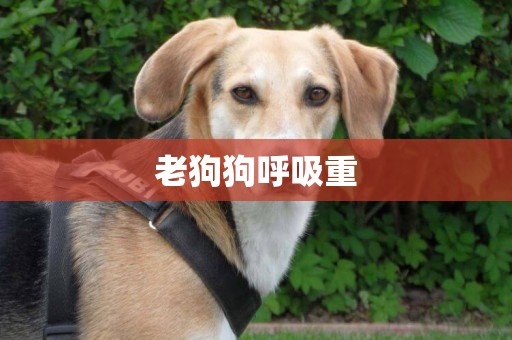 老狗狗呼吸重