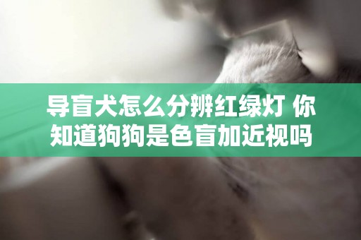 導盲犬怎么分辨紅綠燈 你知道狗狗是色盲加近視嗎