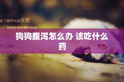 狗狗腹瀉怎么辦 該吃什么藥