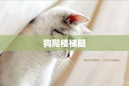 狗爬樓梯腿