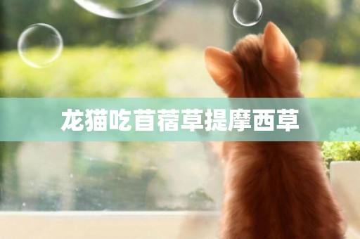 龍貓吃苜蓿草提摩西草