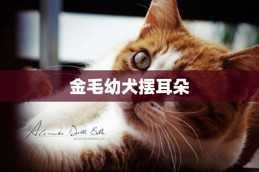 金毛幼犬擺耳朵