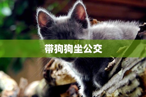 帶狗狗坐公交