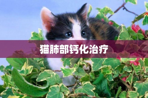 貓肺部鈣化治療