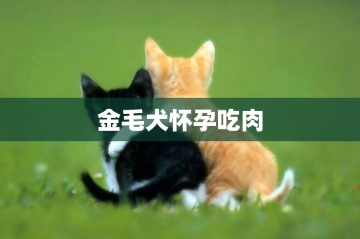 金毛犬懷孕吃肉
