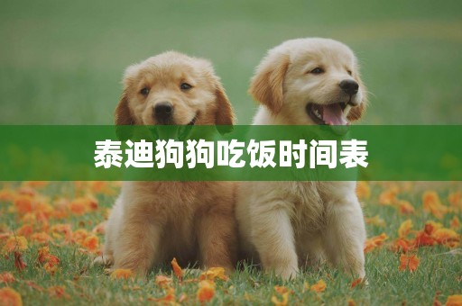 泰迪狗狗吃飯時間表