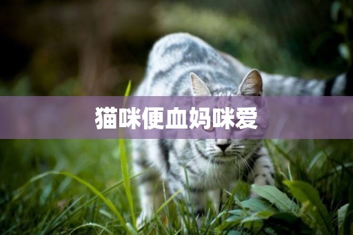 貓咪便血媽咪愛