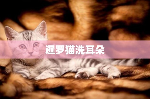 暹羅貓洗耳朵