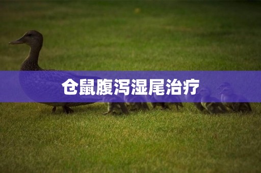 倉鼠腹瀉濕尾治療