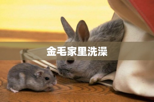 金毛家里洗澡