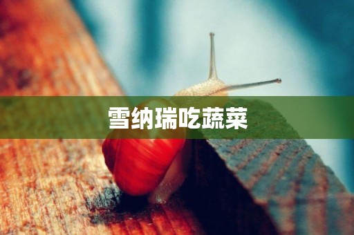 雪納瑞吃蔬菜