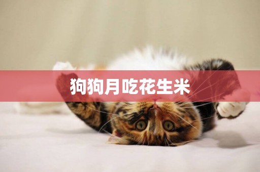 狗狗月吃花生米