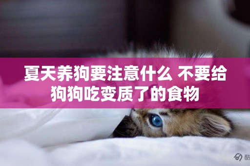夏天養狗要注意什么 不要給狗狗吃變質了的食物 夏天養狗要注意什么 不要給狗狗吃變質了的食物