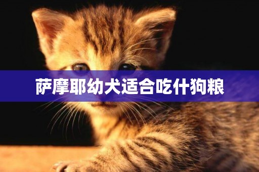 薩摩耶幼犬適合吃什狗糧