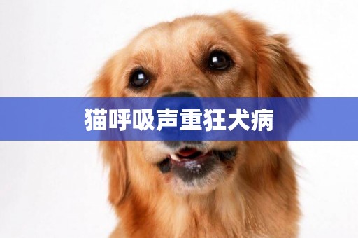 貓呼吸聲重狂犬病