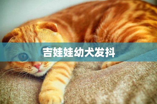 吉娃娃幼犬發抖
